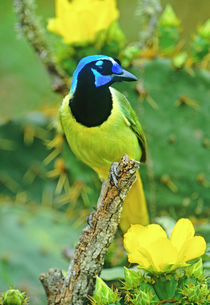 Green jay perched on dead mesquite branch among opuntia flowers by Danita Delimont
