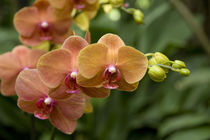 National Orchid Garden located within the Botanic Gardens by Danita Delimont