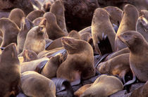 Northern fur seals (Callorhinus ursinus) von Danita Delimont