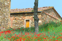 Abandoned villa in old vineyard with red poppies by Danita Delimont