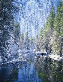 Snow covered trees along Merced River by Danita Delimont