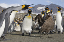 Brown Skua (Catharacta lonnbergi) approaches King Penguins (Aptenodytes patagonicus) along shoreline at massive rookery along Saint Andrews Bay von Danita Delimont