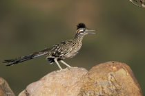 Greater Roadrunner by Danita Delimont