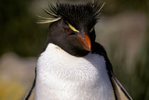 Rock-hopper Penguin von Danita Delimont