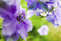 Larkspur Close up growing in Mass by Danita Delimont