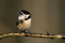 Black-capped chickadee perched in winter wind von Danita Delimont