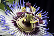 Passionflower close-up (MR) von Danita Delimont