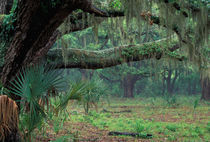 Live oaks covered in Spanish moss and ferns von Danita Delimont