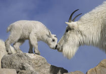 Mountain goat mother and newborn kid greeting von Danita Delimont