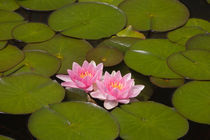 Flowering water lilies by Danita Delimont