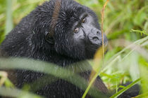 Adult Mountain Gorilla (Gorilla gorilla beringei) peers through tall grass in rainforest von Danita Delimont
