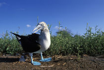 Blue-Footed Boobie (Sula nebouxii) standing at ground level on North Seymour Island von Danita Delimont