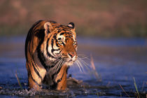 Bengal tiger (Panthera tigris); captive von Danita Delimont