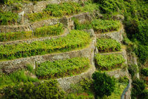 The terraced vineyards of Cinque Terra by Danita Delimont