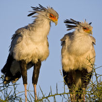 Secretary Birds at Ndutu in the Ngorongoro Conservation Area by Danita Delimont