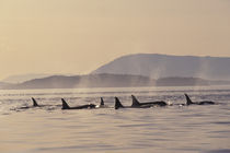 San Juan Islands Orca whales surfacing von Danita Delimont