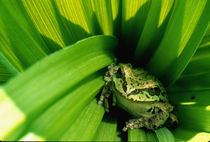 Treefrog in False Hellebore von Danita Delimont