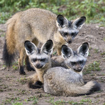 Bat-Eared Foxes at Ndutu in the Ngorongoro Conservation Area von Danita Delimont