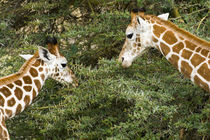 Rothschild's Giraffes at Lake Nakuru NP by Danita Delimont
