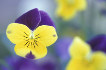 Cache Valley Detail of a Johnny Jump Up (Viola tricolor) in a garden by Danita Delimont