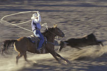 Big Timber Cowboy rides horse in calf-roping rodeo competition (motion) von Danita Delimont