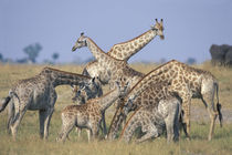 Herd of Giraffe (Giraffa camelopardalis) drink from water hole by Chobe River von Danita Delimont