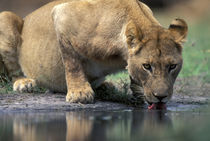 Lioness (Panthera leo) drinks from pool along Khwai River in early morning by Danita Delimont