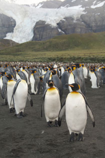 King penguin (Aptenodytes patagonicus) colony in front of glacier von Danita Delimont