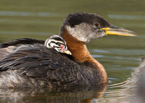 Red-necked Grebe (Podiceps grisegena) with a chick on its back von Danita Delimont