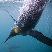 Underwater view of King Penguins (Aptenodytes patagonicus) swimming in Right Whale Bay von Danita Delimont