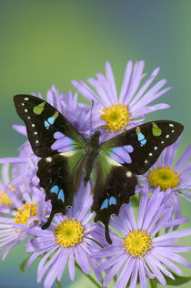 Graphium weiskei the Purple Spotted Swallowtail Butterfly by Danita Delimont