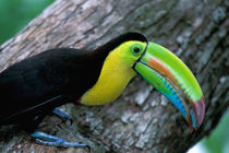 Keel-billed Tucan in with cicada approaching nest (Ramphastos sulfuratus brevicarinatus) von Danita Delimont