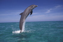 Bottlenose dolphin (Tursiops truncatus) by Danita Delimont