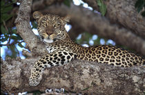 Leopard (Panthera pardus) peering from a tree von Danita Delimont