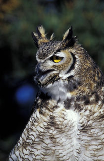 Great Horned Owl in defense mode (Bubo virginianus) von Danita Delimont