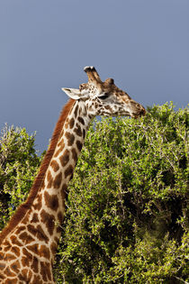 Maasai Giraffe (Giraffe Tippelskirchi) as seen in the Masai Mara by Danita Delimont