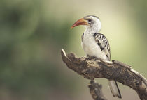Red-billed hornbill (Tockus erythrochynchus) von Danita Delimont
