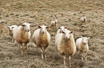 Curious Sheep