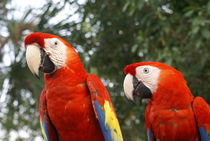 SCARLET MACAWS Mexico by John Mitchell