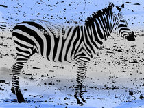 Zebra02 von corsza