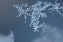 Kleine Schneeflocken by Intensivelight Panorama-Edition