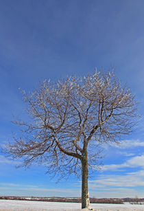 Baum im Winter von Wolfgang Dufner