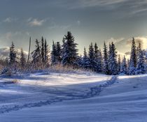 Path to the Winter Woods by Michele Cornelius