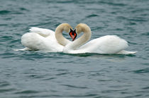 Swan Heart von David Freeman