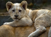 white Lion by David Freeman