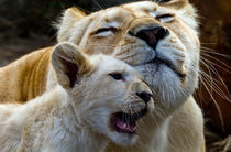 White Lion love me von David Freeman