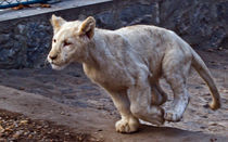 White Lion Running von David Freeman