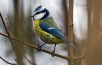 Bluetit von David Freeman