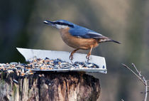 Nuthatch von David Freeman