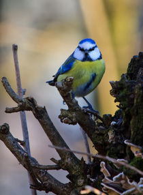 Bluetit von David Freeman